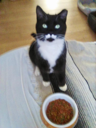 Lost Male Cat last seen Maverick Court, Stephens City, VA 22655, Stephens City, VA 22655