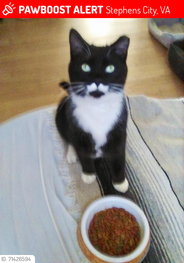 Lost Male Cat last seen Maverick Court, Stephens City, VA 22655, Stephens City, VA 22655