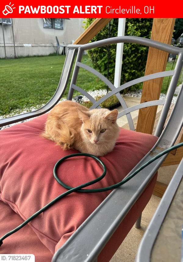 Lost Male Cat last seen Elsea trailer park south court street Bolens Ave near speedway at mobile home park, Circleville, OH 43113