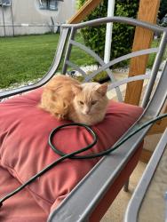 Lost Male Cat last seen Elsea trailer park south court street Bolens Ave near speedway at mobile home park, Circleville, OH 43113