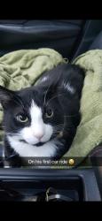 Lost Male Cat last seen Activia , Kitchener, ON N2E