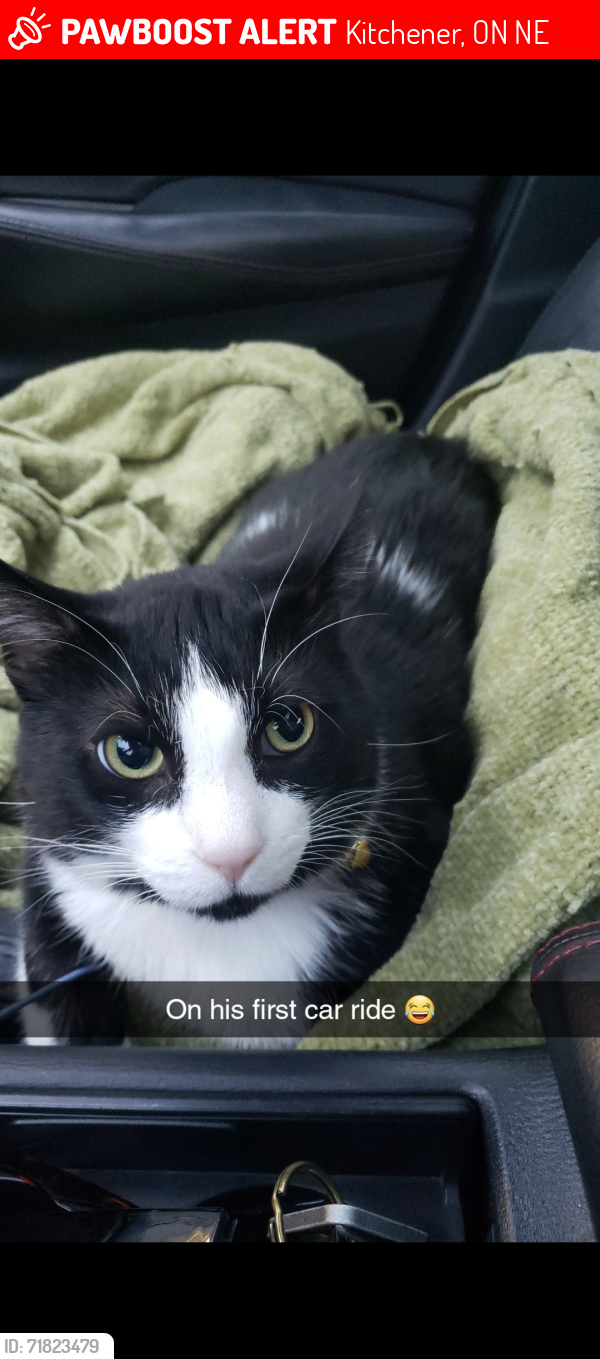 Lost Male Cat last seen Activia , Kitchener, ON N2E