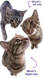 Lost Male Cat last seen Irving Park, Chicago, IL 60618