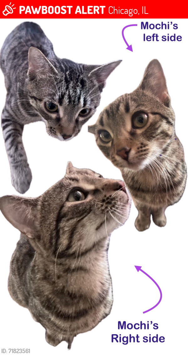 Lost Male Cat last seen Irving Park, Chicago, IL 60618