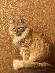 Lost Male Cat last seen Coast Ave and Island Dr, San Marcos, CA 92078
