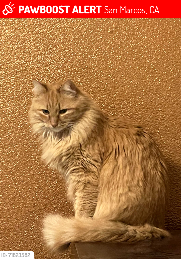 Lost Male Cat last seen Coast Ave and Island Dr, San Marcos, CA 92078