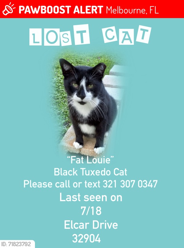 Lost Male Cat last seen Elcar Dr c/s Eber Rd, 32904, Melbourne, FL 32904