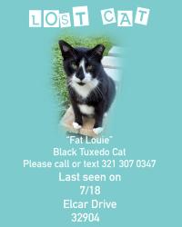 Lost Male Cat last seen Elcar Dr c/s Eber Rd, 32904, Melbourne, FL 32904
