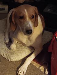Lost Female Dog last seen Blackwater and surrounding woods, Goode, VA 24556