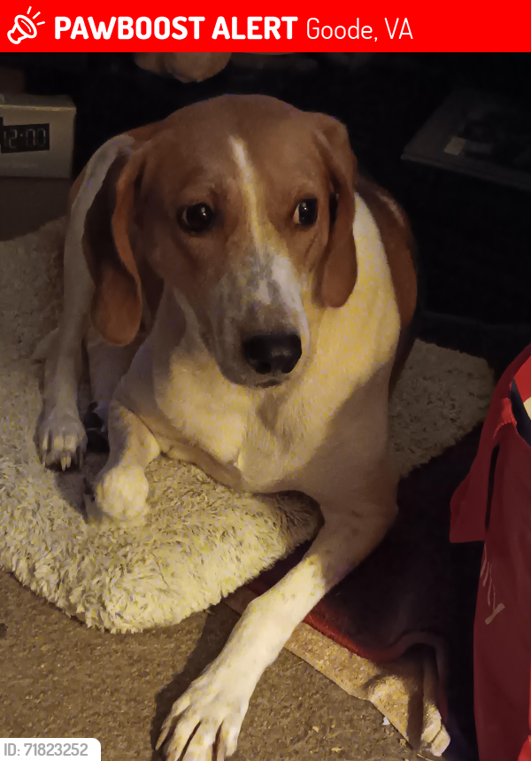 Lost Female Dog last seen Blackwater and surrounding woods, Goode, VA 24556
