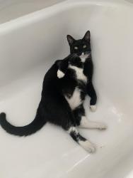 Lost Female Cat last seen Boca Walk community near YMCA, Boca Raton, FL 33433