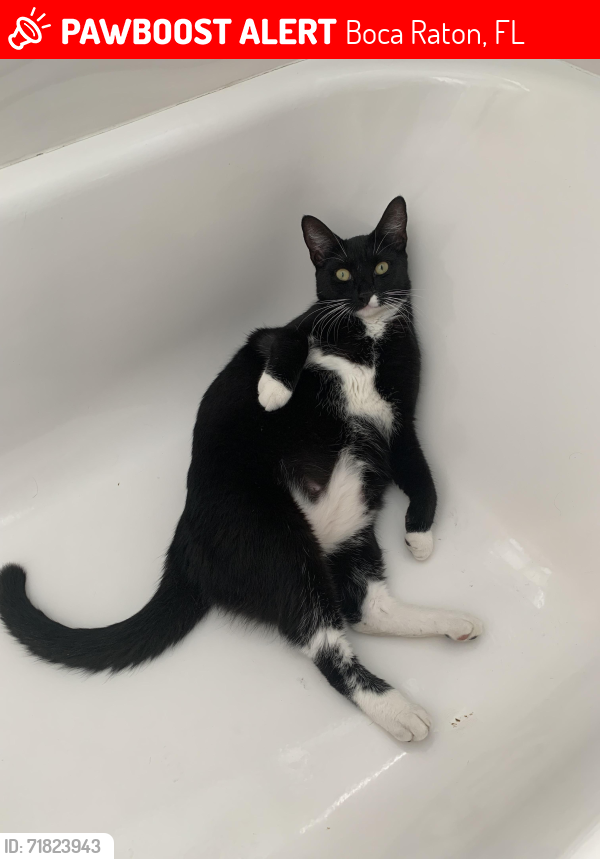 Lost Female Cat last seen Boca Walk community near YMCA, Boca Raton, FL 33433