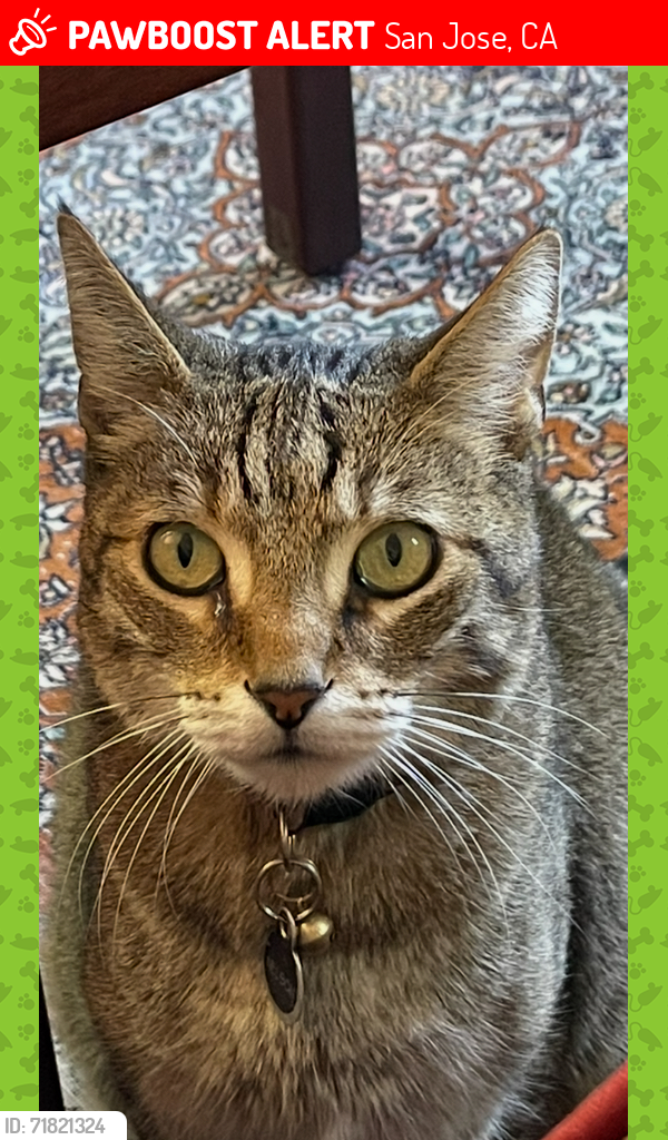 Lost Male Cat last seen Chaumont Drive / Almaden Winery, San Jose, CA 95118
