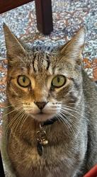 Lost Male Cat last seen Chaumont Drive / Almaden Winery, San Jose, CA 95118