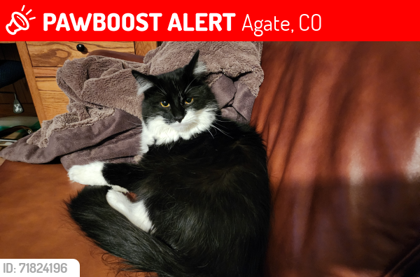 Lost Male Cat last seen 150, Rusty Spur Trail , Agate, CO 80101