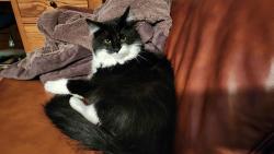 Lost Male Cat last seen 150, Rusty Spur Trail , Agate, CO 80101