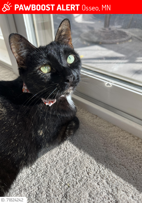Lost Female Cat last seen 76th Ave N & Narcissus, Killarney Glen neighborhood in Maple Grove, Osseo, MN 55311