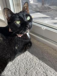 Lost Female Cat last seen 76th Ave N & Narcissus, Killarney Glen neighborhood in Maple Grove, Osseo, MN 55311