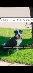 Lost Male Dog last seen Main Ave University , Fargo, ND 58103