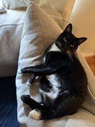 Lost Female Cat last seen Ridgecrest Dr/Kent Ln Greenville, SC, Greenville, SC 29609