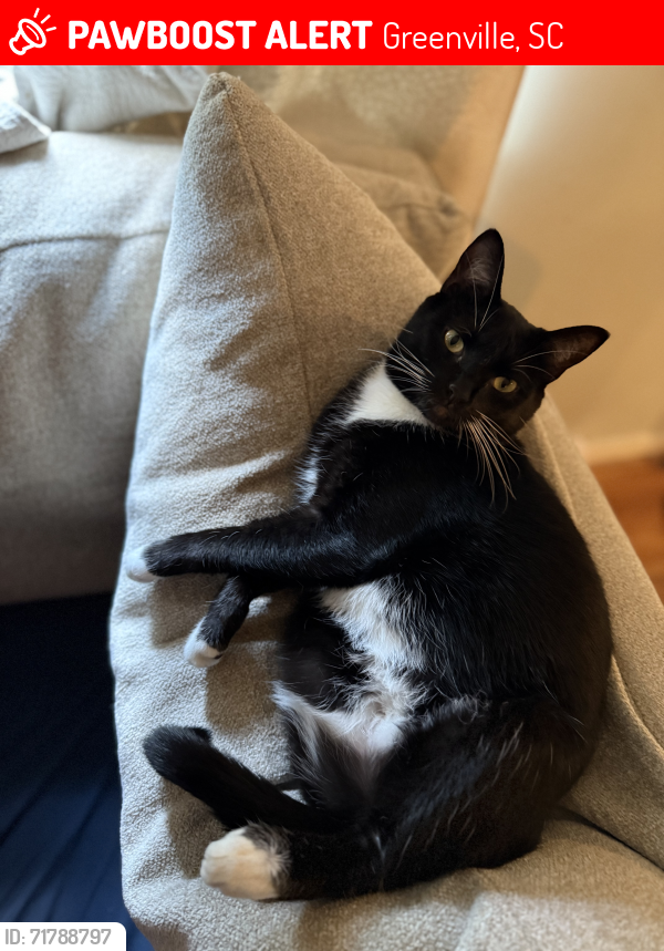 Lost Female Cat last seen Ridgecrest Dr/Kent Ln Greenville, SC, Greenville, SC 29609