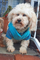 Lost Male Dog last seen Cecil Ave & Greenwood Ave, Louisville, KY, Louisville, KY 40211