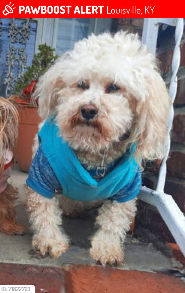 Lost Male Dog last seen Cecil Ave & Greenwood Ave, Louisville, KY, Louisville, KY 40211