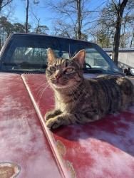 Lost Female Cat last seen Near Woodcrest Ln, Cut n Shoot Tx, Cut and Shoot, TX 77306