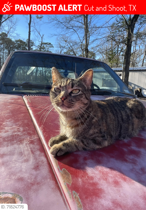 Lost Female Cat last seen Near Woodcrest Ln, Cut n Shoot Tx, Cut and Shoot, TX 77306