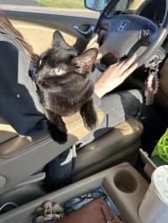 Lost Female Cat last seen Hickory way vista ridge parkway, Erie, CO 80516