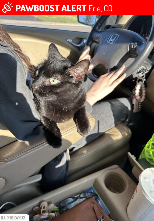 Lost Female Cat last seen Hickory way vista ridge parkway, Erie, CO 80516