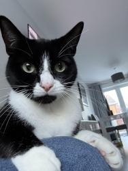Lost Male Cat last seen Beaford Road , Wythenshawe, England M22 0AG