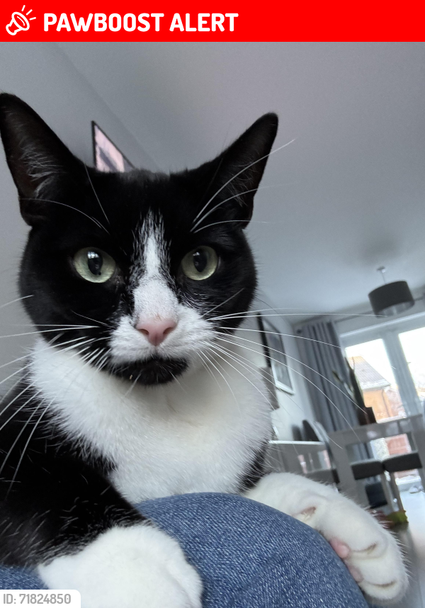 Lost Male Cat last seen Beaford Road , Wythenshawe, England M22 0AG