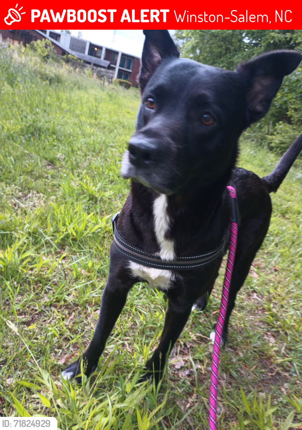 Lost Female Dog last seen Cloister and Trent st, Winston-Salem, NC 27127