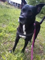 Lost Female Dog last seen Cloister and Trent st, Winston-Salem, NC 27127