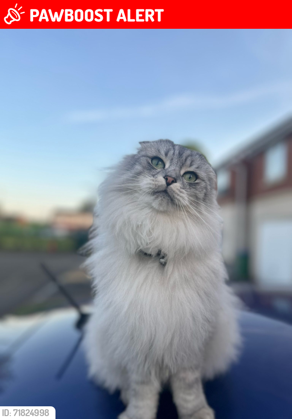 Lost Male Cat last seen Oldbury, West Bromwich, Wednesbury, Smethwick and Dudley, West Midlands, England B69 3DS