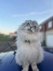 Lost Male Cat last seen Oldbury, West Bromwich, Wednesbury, Smethwick and Dudley, West Midlands, England B69 3DS