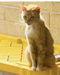 Lost Female Cat last seen Brickell, Miami, FL 33129