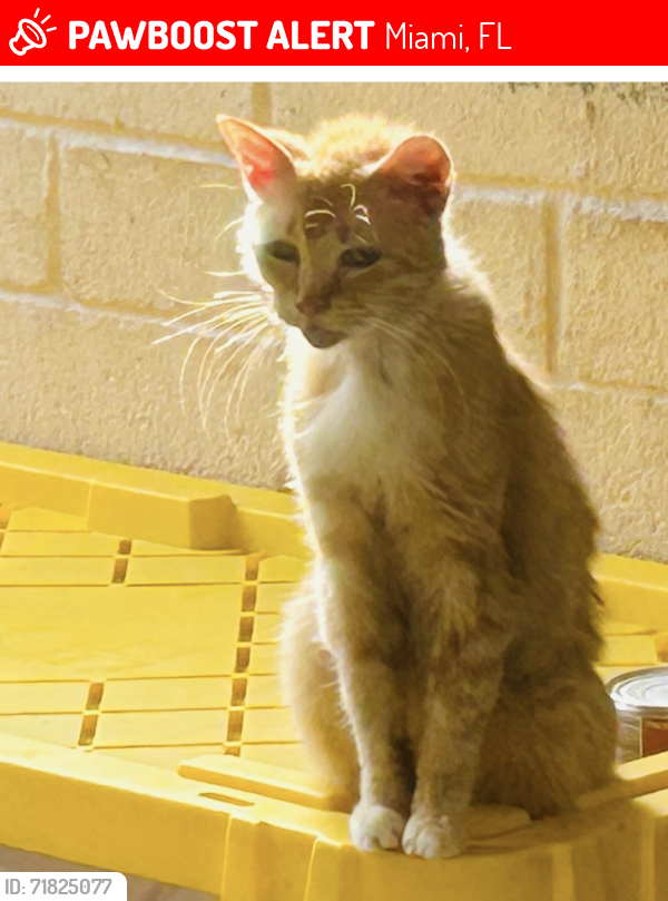 Lost Female Cat last seen Brickell, Miami, FL 33129