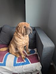 Lost Female Dog last seen Massari and Tartan, Pueblo, CO 81001