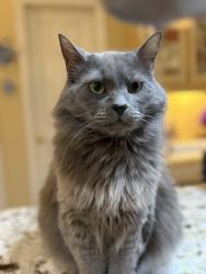 Lost Male Cat last seen Sparkleberry and brassie court , Columbia, SC 29229