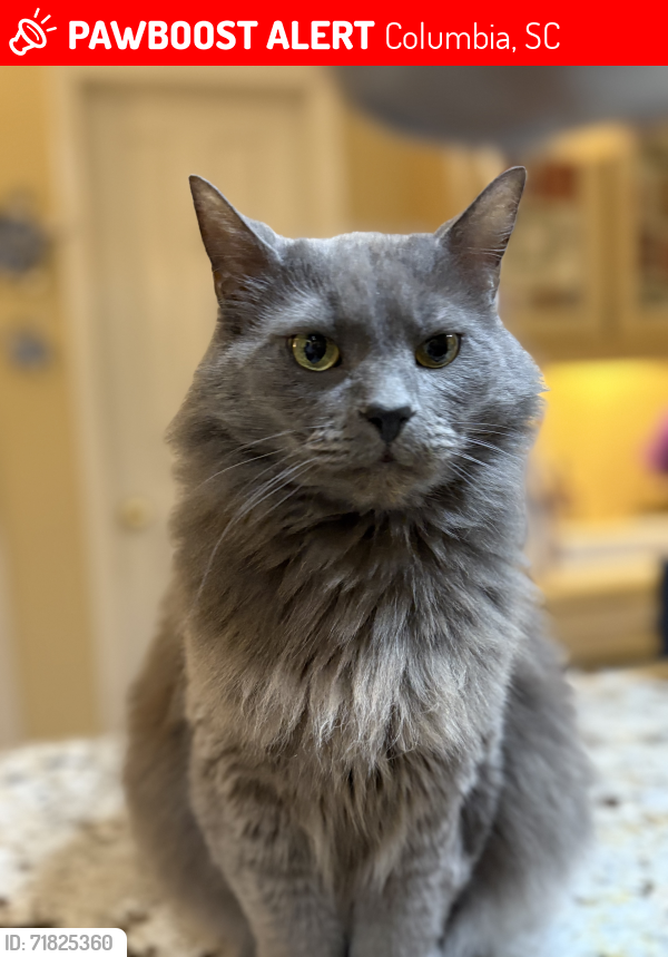 Lost Male Cat last seen Sparkleberry and brassie court , Columbia, SC 29229