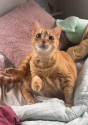 Lost Female Cat last seen Meadowview drive , Brookfield, CT 06804