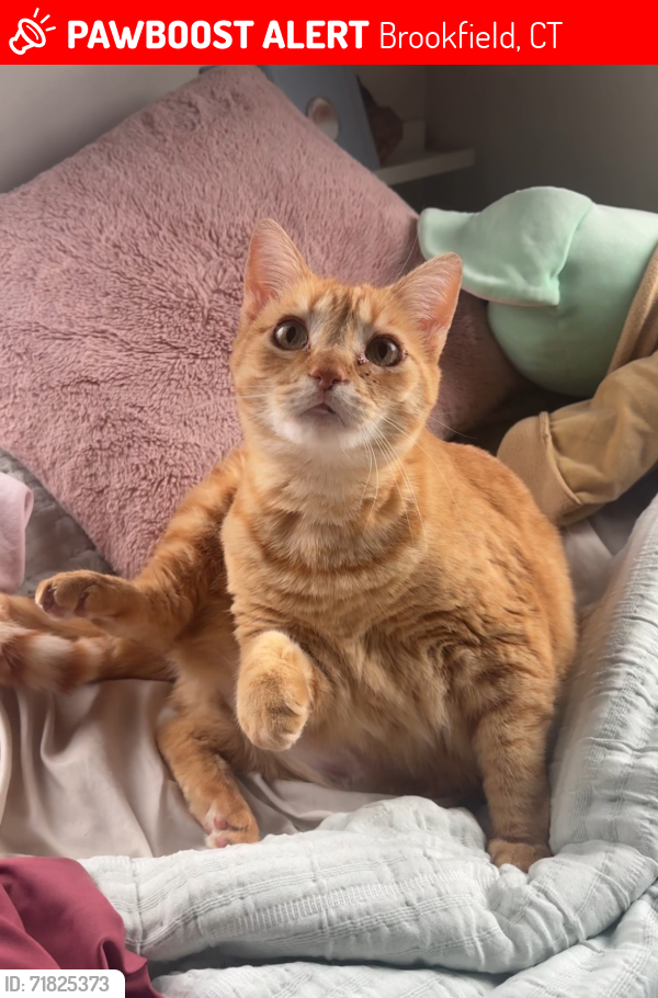 Lost Female Cat last seen Meadowview drive, Brookfield, CT 06804