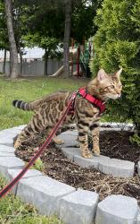 Lost Male Cat last seen Mavis and Eglinton , Mississauga, ON L5V 2G8