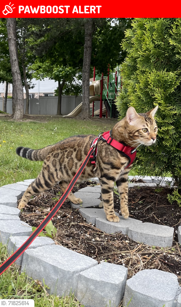 Lost Male Cat last seen Mavis and Eglinton, Mississauga, ON L5V 2G8
