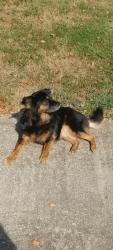 Lost Female Dog last seen Ambercrest Court, Austell Ga, Mableton, GA 30168