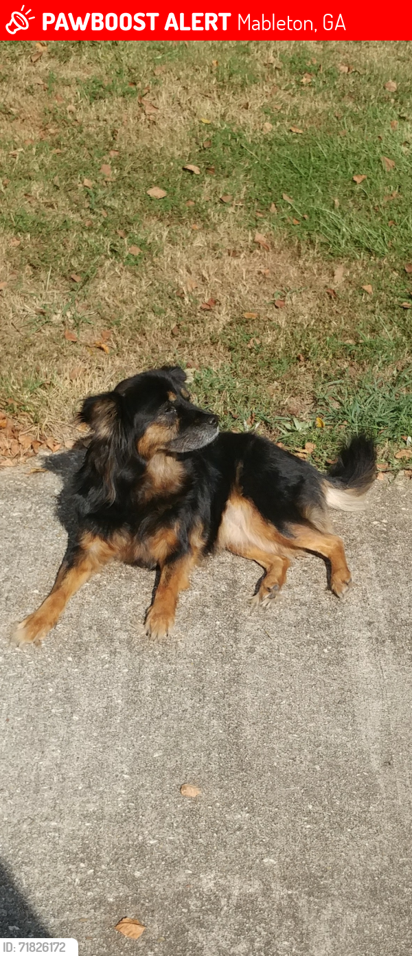 Lost Female Dog last seen Ambercrest Court, Austell Ga, Mableton, GA 30168