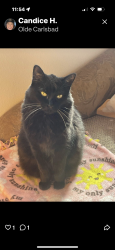 Lost Female Cat last seen Tamarack/James Dr, Carlsbad, CA 92008