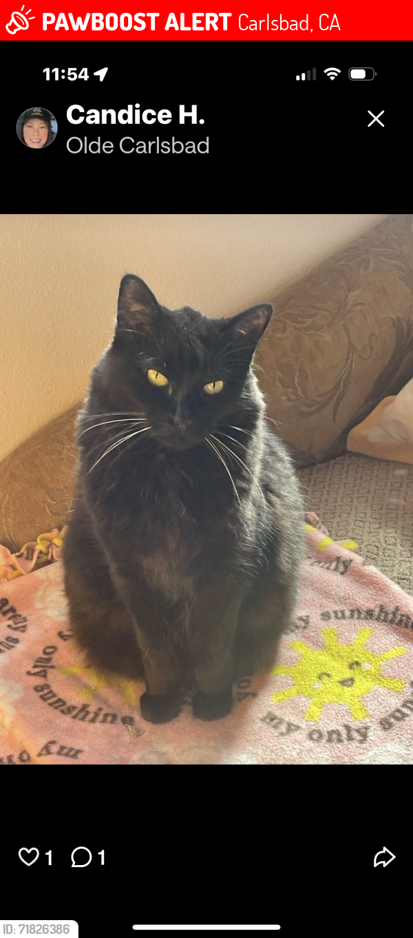 Lost Female Cat last seen Tamarack/James Dr, Carlsbad, CA 92008